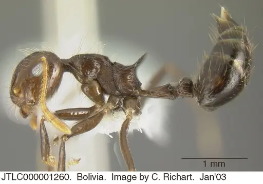 Crematogaster egregior - JTLC000001260