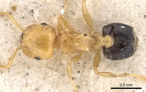 Crematogaster elegans specimen