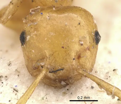 Crematogaster elegans specimen
