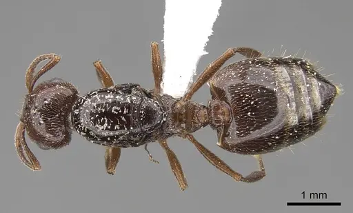 Crematogaster emeryana specimen