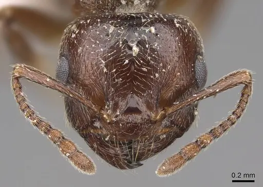 Crematogaster emeryana specimen