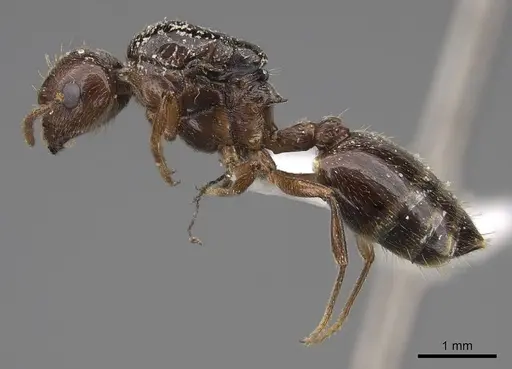 Crematogaster emeryana specimen