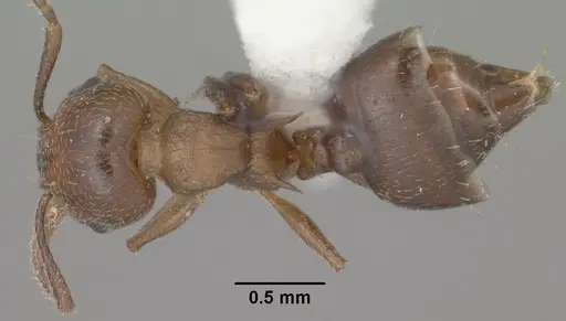 Crematogaster emeryana - CASENT0102831