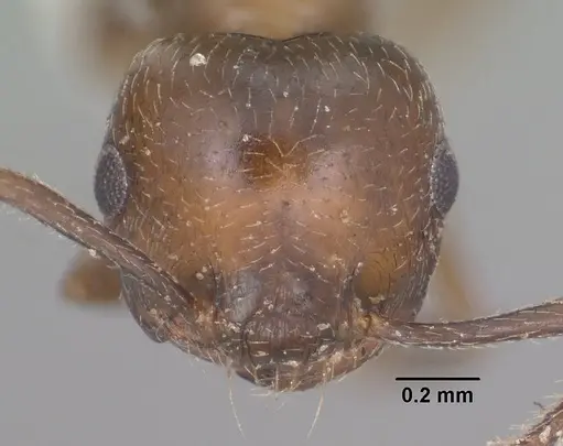 Crematogaster emeryana - CASENT0102831