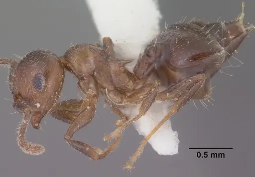 Crematogaster emeryana - CASENT0102831