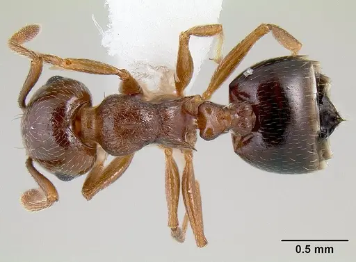 Crematogaster emeryana - CASENT0106034