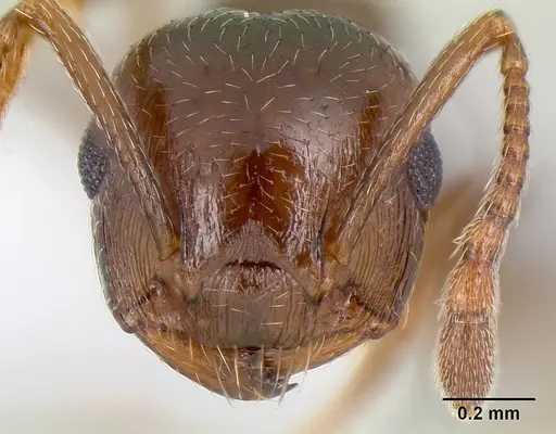 Crematogaster emeryana - CASENT0106034