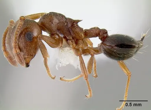 Crematogaster emeryana - CASENT0106034
