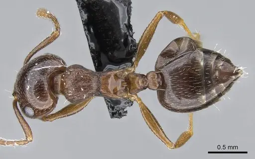 Crematogaster emeryana - CASENT0914535