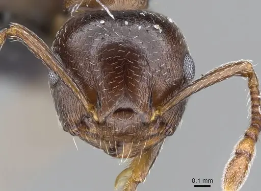 Crematogaster emeryana - CASENT0914535