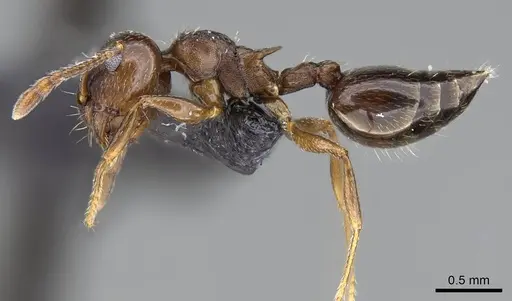 Crematogaster emeryana - CASENT0914535