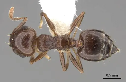 Crematogaster emeryana - CASENT0922729