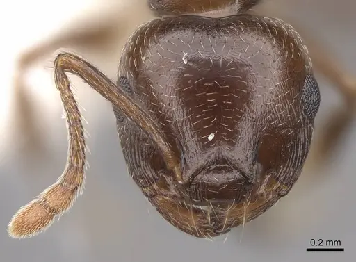 Crematogaster emeryana - CASENT0922729