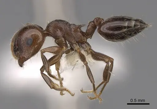 Crematogaster emeryana - CASENT0922729