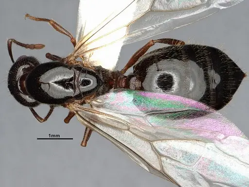 Crematogaster emeryana - CASENT4031314