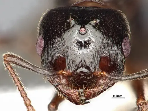 Crematogaster emeryana - CASENT4031314