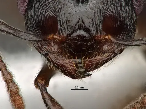 Crematogaster emeryana - CASENT4031314