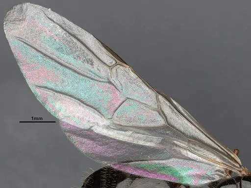 Crematogaster emeryana - CASENT4031314