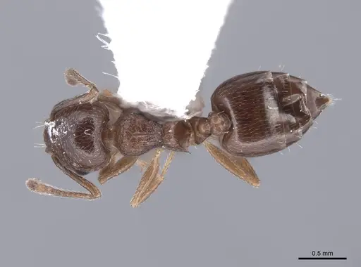 Crematogaster emeryana - FMNHINS0000062948