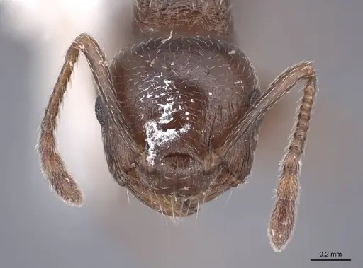 Crematogaster emeryana - FMNHINS0000062948