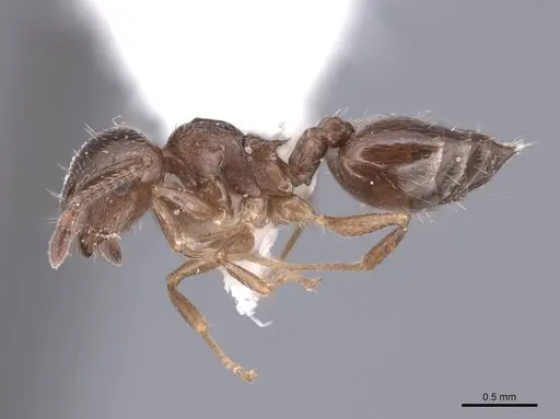 Crematogaster emeryana - FMNHINS0000062948