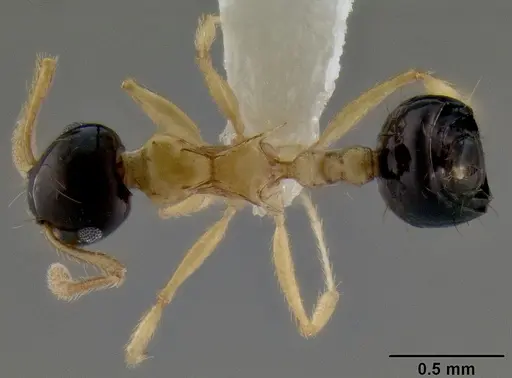 Crematogaster emeryi specimen