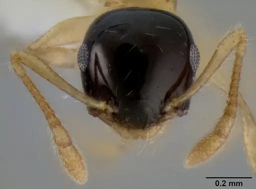Crematogaster emeryi specimen