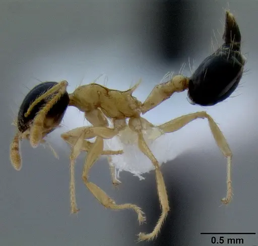 Crematogaster emeryi specimen