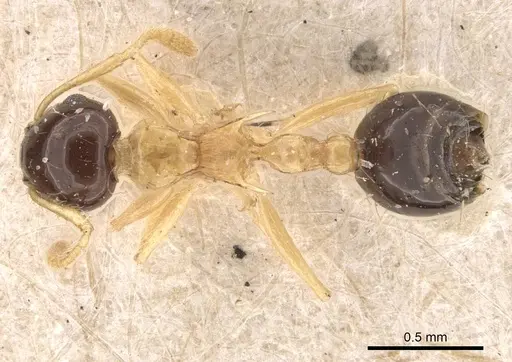 Crematogaster emeryi - CASENT0908386
