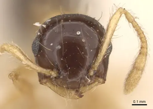 Crematogaster emeryi - CASENT0908386