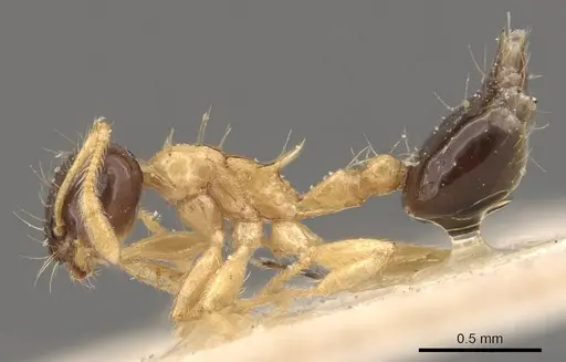 Crematogaster emeryi - CASENT0908386