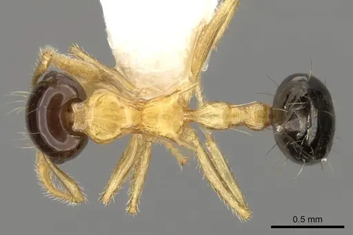 Crematogaster emeryi - CASENT0914536