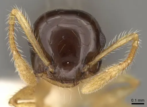 Crematogaster emeryi - CASENT0914536