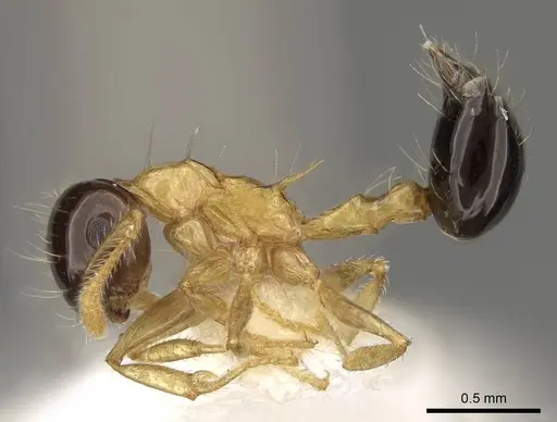 Crematogaster emeryi - CASENT0914536