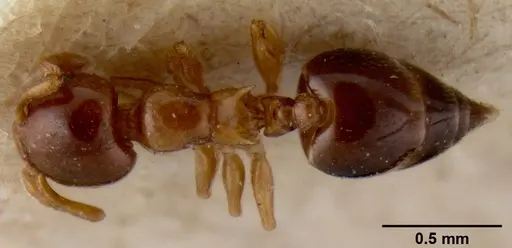 Crematogaster enneamera specimen