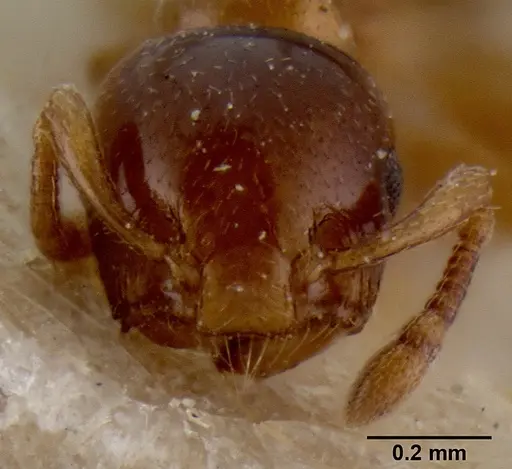 Crematogaster enneamera specimen