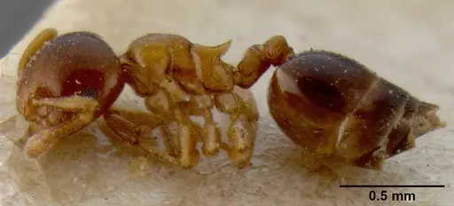 Crematogaster enneamera specimen