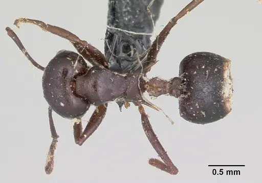 Crematogaster ensifera specimen