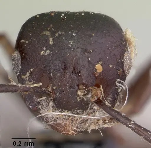 Crematogaster ensifera specimen