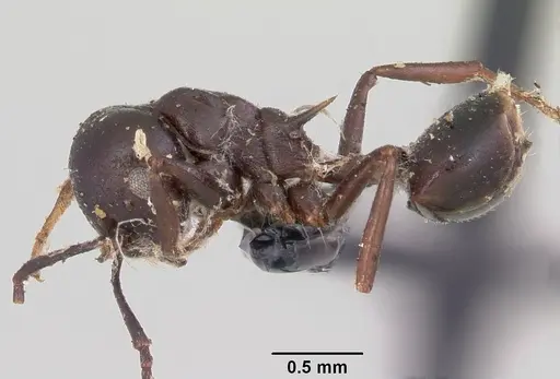 Crematogaster ensifera specimen