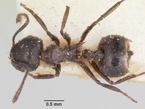 Crematogaster ensifera - CASENT0101790