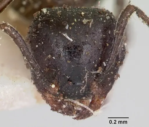 Crematogaster ensifera - CASENT0101790