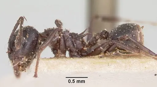 Crematogaster ensifera - CASENT0101790