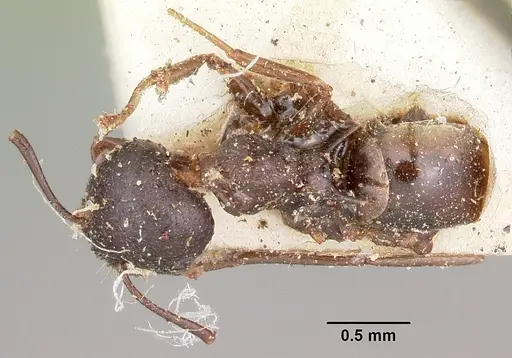 Crematogaster ensifera - CASENT0104587
