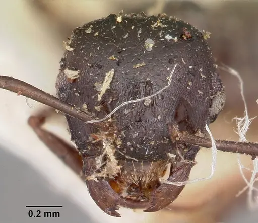 Crematogaster ensifera - CASENT0104587