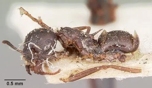 Crematogaster ensifera - CASENT0104587