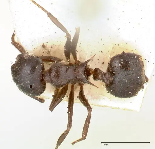Crematogaster ensifera - FOCOL0652