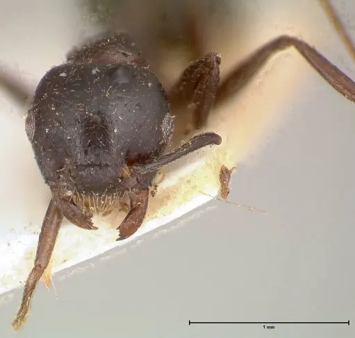 Crematogaster ensifera - FOCOL0652