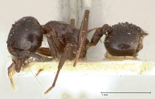 Crematogaster ensifera - FOCOL0652