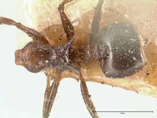 Crematogaster ensifera - FOCOL0697-1